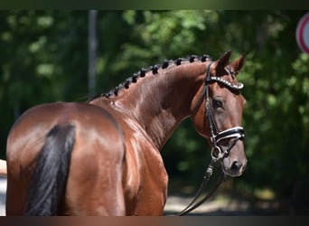 Ungarisches Sportpferd, Wallach, 8 Jahre, 170 cm, Brauner