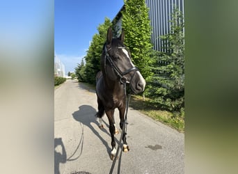 Ungarisches Sportpferd, Wallach, 8 Jahre, 170 cm, Rappe