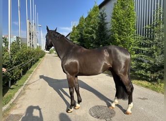 Ungarisches Sportpferd, Wallach, 8 Jahre, 170 cm, Rappe