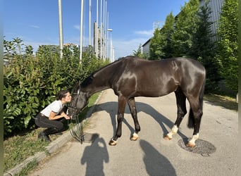 Ungarisches Sportpferd, Wallach, 8 Jahre, 170 cm, Rappe