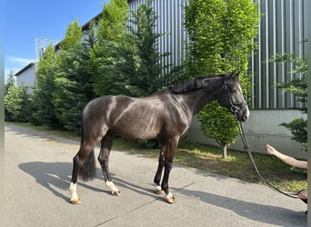 Ungarisches Sportpferd, Wallach, 8 Jahre, 170 cm, Rappe
