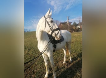 Ungarisches Sportpferd, Wallach, 8 Jahre, 172 cm, Schimmel
