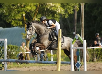 Ungarisches Sportpferd, Wallach, 8 Jahre, 175 cm, Schimmel