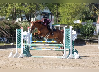Ungarisches Sportpferd, Wallach, 8 Jahre, 182 cm, Dunkelfuchs