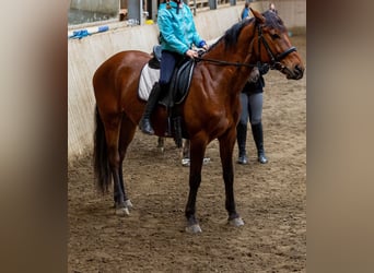 Ungarisches Sportpferd, Wallach, 8 Jahre, Brauner