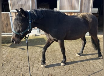 Ungarisches Sportpferd, Wallach, 9 Jahre, 146 cm, Schwarzbrauner