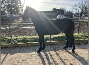 Ungarisches Sportpferd, Wallach, 9 Jahre, 146 cm, Schwarzbrauner