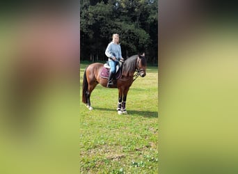 Ungarisches Sportpferd, Wallach, 9 Jahre, 148 cm, Brauner