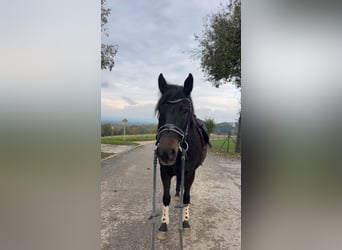 Ungarisches Sportpferd, Wallach, 9 Jahre, 150 cm, Brauner