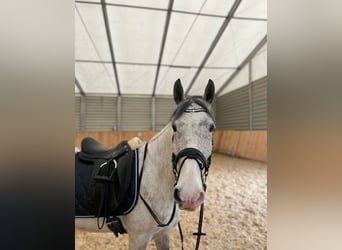 Ungarisches Sportpferd, Wallach, 9 Jahre, 152 cm, Apfelschimmel