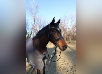 Ungarisches Sportpferd Mix, Wallach, 9 Jahre, 154 cm, Dunkelbrauner
