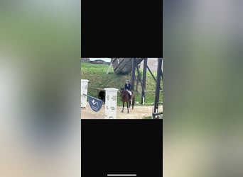Ungarisches Sportpferd Mix, Wallach, 9 Jahre, 154 cm, Dunkelbrauner