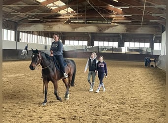Ungarisches Sportpferd Mix, Wallach, 9 Jahre, 154 cm, Dunkelbrauner