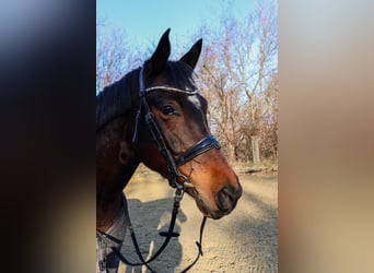 Ungarisches Sportpferd Mix, Wallach, 9 Jahre, 154 cm, Dunkelbrauner