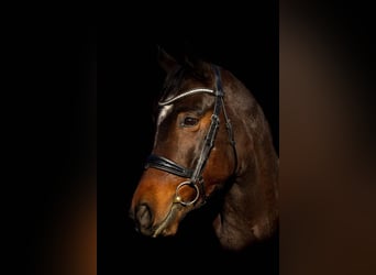Ungarisches Sportpferd Mix, Wallach, 9 Jahre, 154 cm, Dunkelbrauner