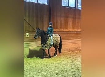 Ungarisches Sportpferd Mix, Wallach, 9 Jahre, 154 cm, Dunkelbrauner