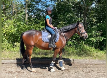 Ungarisches Sportpferd Mix, Wallach, 9 Jahre, 154 cm, Dunkelbrauner
