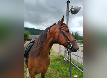 Ungarisches Sportpferd, Wallach, 9 Jahre, 155 cm