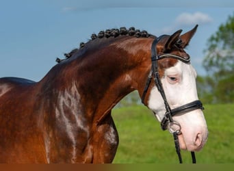 Ungarisches Sportpferd Mix, Wallach, 9 Jahre, 155 cm, Schecke