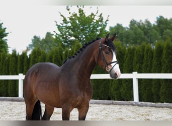 Ungarisches Sportpferd, Wallach, 9 Jahre, 160 cm, Dunkelbrauner