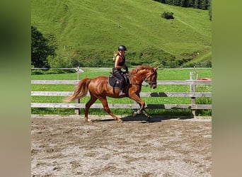 Ungarisches Sportpferd, Wallach, 9 Jahre, 160 cm, Fuchs