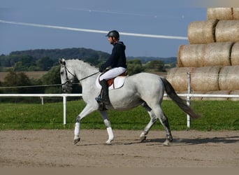 Ungarisches Sportpferd, Wallach, 9 Jahre, 163 cm, Schimmel