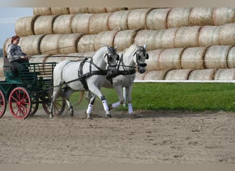 Ungarisches Sportpferd, Wallach, 9 Jahre, 163 cm, Schimmel