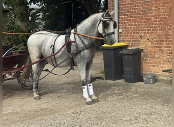 Ungarisches Sportpferd, Wallach, 9 Jahre, 163 cm, Schimmel
