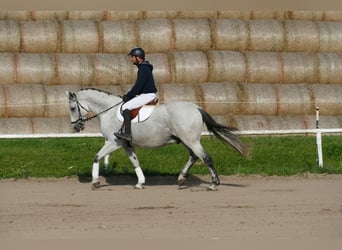 Ungarisches Sportpferd, Wallach, 9 Jahre, 163 cm, Schimmel