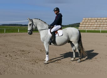 Ungarisches Sportpferd, Wallach, 9 Jahre, 163 cm, Schimmel