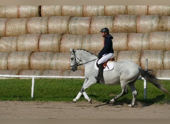 Ungarisches Sportpferd, Wallach, 9 Jahre, 163 cm, Schimmel