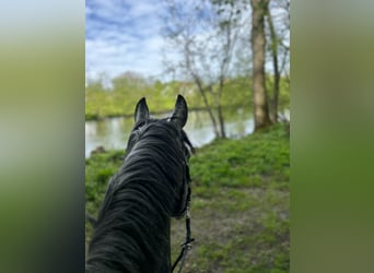 Ungarisches Sportpferd Mix, Wallach, 9 Jahre, 165 cm, Rappschimmel