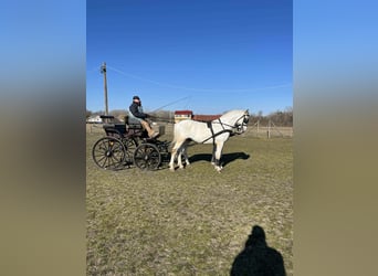 Ungarisches Sportpferd, Wallach, 9 Jahre, 167 cm, Schimmel