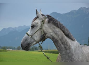 Ungarisches Sportpferd Mix, Wallach, 9 Jahre, 168 cm, Apfelschimmel