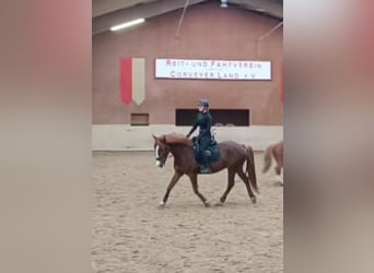 Ungarisches Sportpferd, Wallach, 9 Jahre, 168 cm, Fuchs