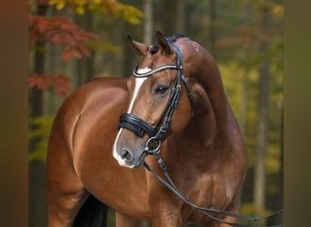 Ungarisches Sportpferd, Wallach, 9 Jahre, 168 cm, Rotbrauner