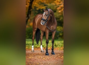Ungarisches Sportpferd, Wallach, 9 Jahre, 168 cm, Rotbrauner
