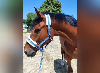 Ungarisches Sportpferd, Wallach, 9 Jahre, 171 cm, Brauner