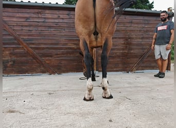 Ungarisches Sportpferd, Wallach, 9 Jahre, 171 cm, Brauner