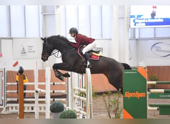 Ungarisches Sportpferd, Wallach, 9 Jahre, 171 cm, Dunkelbrauner
