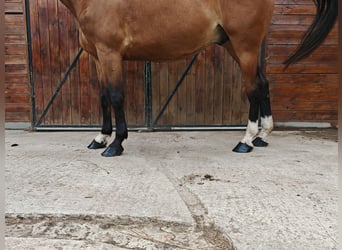 Ungarisches Sportpferd, Wallach, 9 Jahre, 171 cm