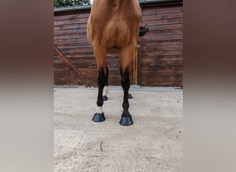 Ungarisches Sportpferd, Wallach, 9 Jahre, 171 cm