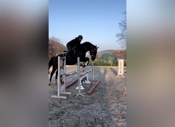 Ungarisches Sportpferd, Wallach, 9 Jahre, 175 cm, Rappe