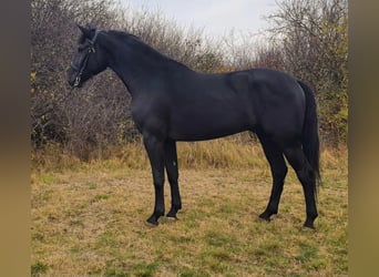 Ungarisches Sportpferd Mix, Wallach, 9 Jahre, 176 cm, Rappe