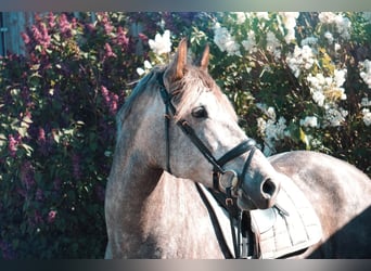 Ungarisches Sportpferd, Wallach, 9 Jahre, 177 cm, Apfelschimmel