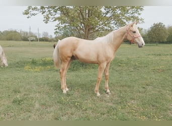 Ungarisches Sportpferd, Wallach, Fohlen (01/2026), 157 cm, Palomino