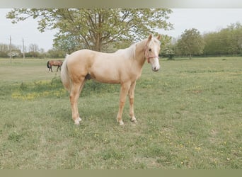 Ungarisches Sportpferd, Wallach, Fohlen (01/2026), 157 cm, Palomino