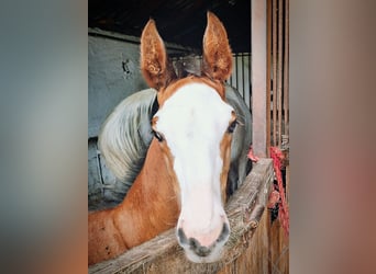 Ungersk sporthäst, Hingst, 1 år, 145 cm, Brun