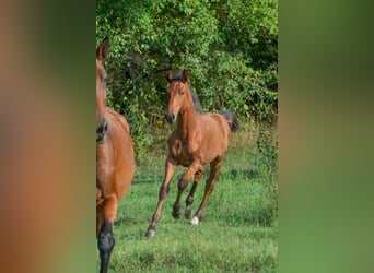 Ungarisches Sportpferd, Hengst, Fohlen (01/2024), 155 cm, Rotbrauner