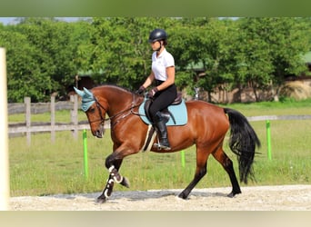 Ungersk sporthäst Blandning, Sto, 10 år, 160 cm, Brun